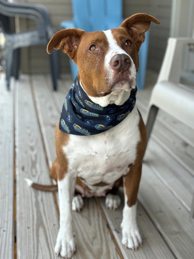 All-Star Dog Bandana