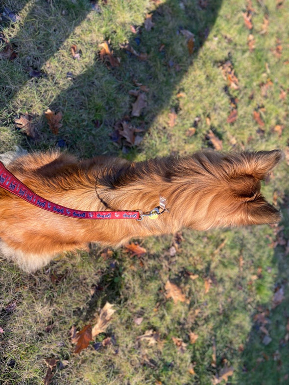 Portland Sea Dogs Pet Leash - Red and Navy