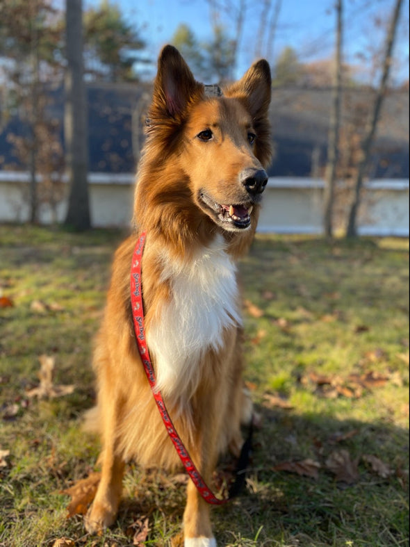 Portland Sea Dogs Pet Leash - Red and Navy