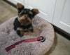 BRP Tennis Ball Dog Toy