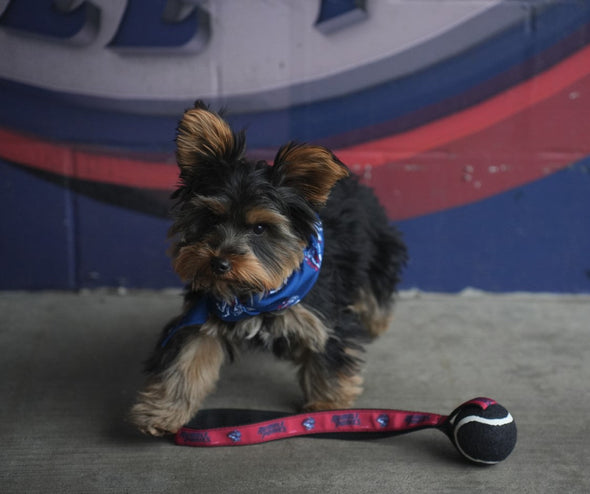 BRP Tennis Ball Dog Toy