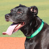 Eugene Emeralds All Star Dogs Pet Collar