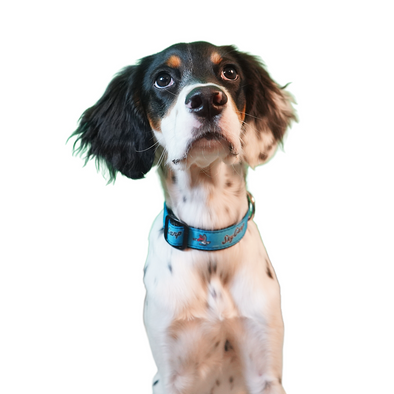 Beloit Sky Carp Blue Home Dog Collar