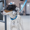 Beloit Sky Carp Blue Home Dog Leash