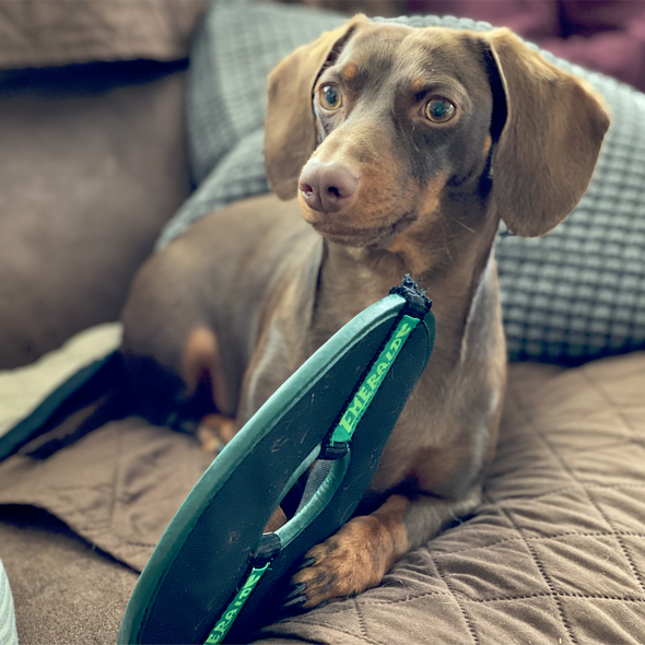 Eugene Emeralds All Star Dogs Squeaky Disc Toy