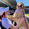 Greenville Drive Hannah Chloe Co Baseball Dog Bandana